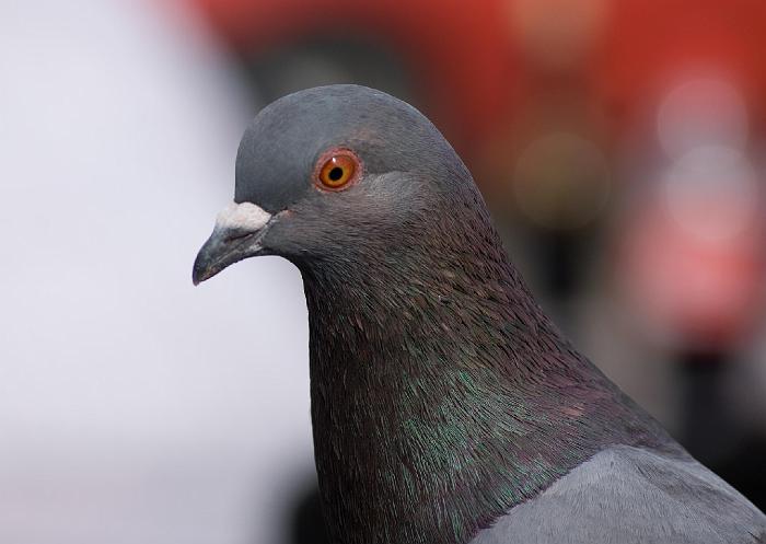 DSC04811_bearbeitet-1