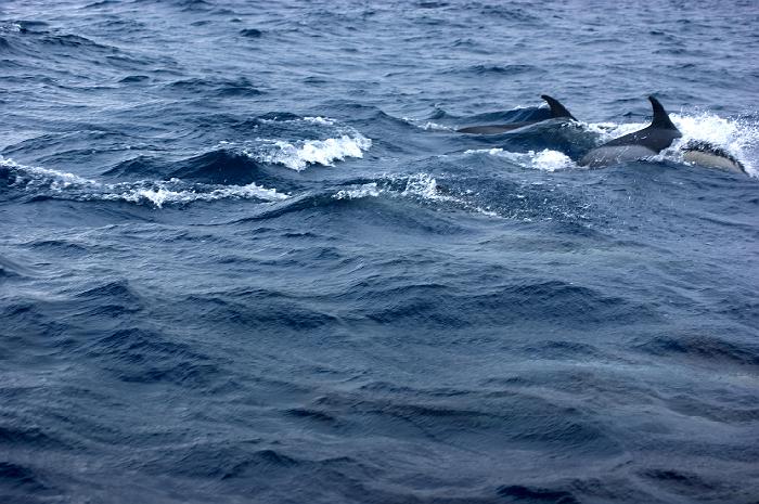 DSC04921_bearbeitet-1