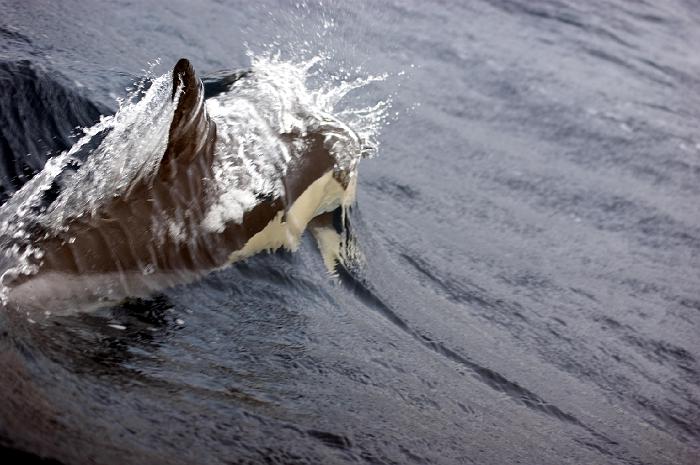 DSC05015_bearbeitet-1